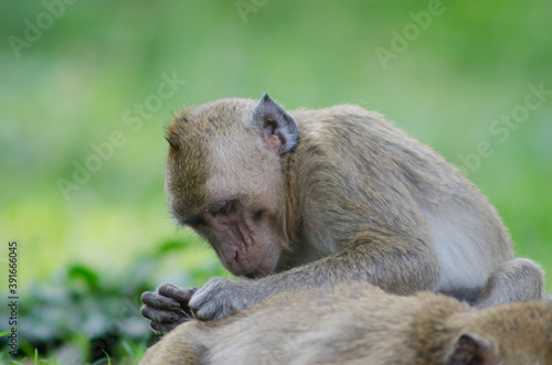 Close Up Long Tailed Monkey with background bokeh ( Macaca fascicularis ) © Rifki