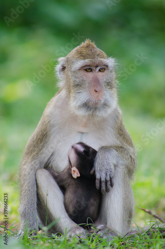 scientific name Macaca fascicularis  Crab-eating macaque   The mother of the long-tailed monkey breastfeeds with the young