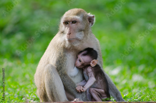 scientific name Macaca fascicularis  Crab-eating macaque   The mother of the long-tailed monkey breastfeeds with the young
