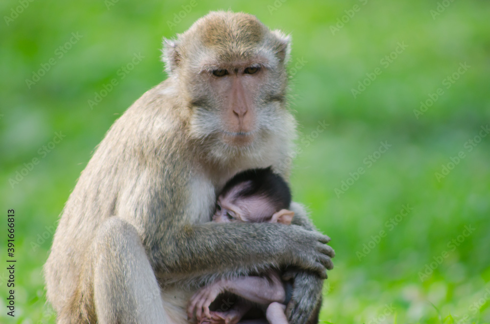 scientific name Macaca fascicularis ,Crab-eating macaque , The mother of the long-tailed monkey breastfeeds with the young scientific name Macaca fascicularis ,Crab-eating macaque , The mother of the long-tailed monkey breastfeeds with the young