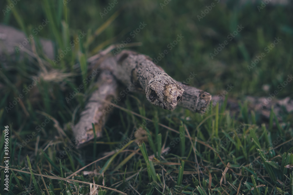 Branch in the grass