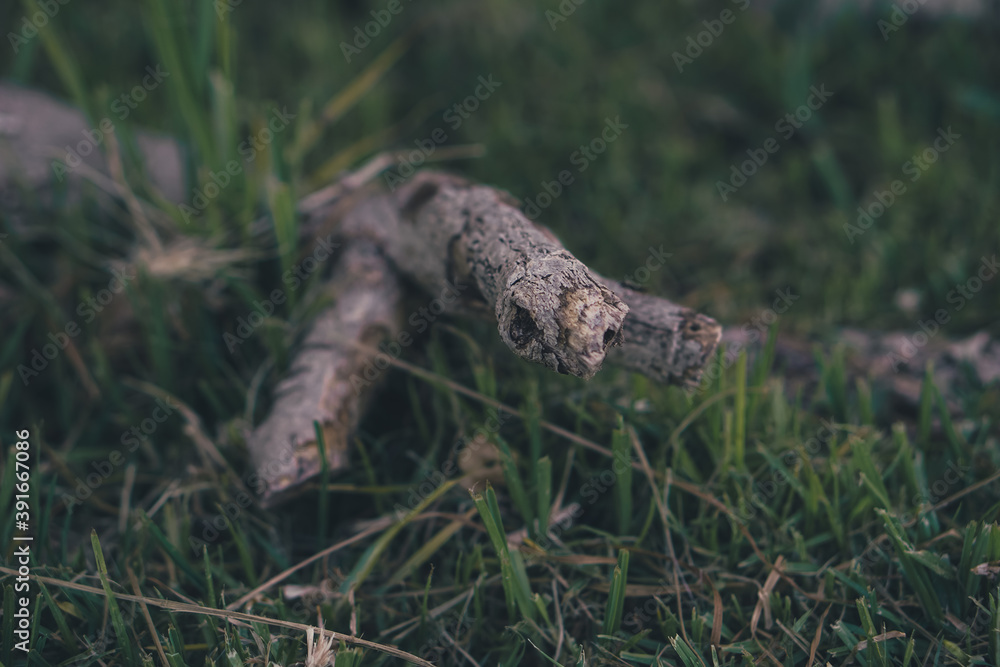 Branch in the grass Branch in the grass