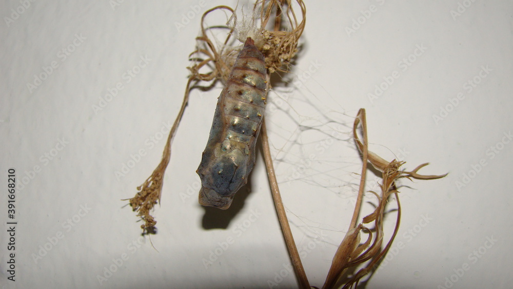 Pupa. Pupa of butterfly. Pupa butterfly. Stage of butterfly: pupa on a ...