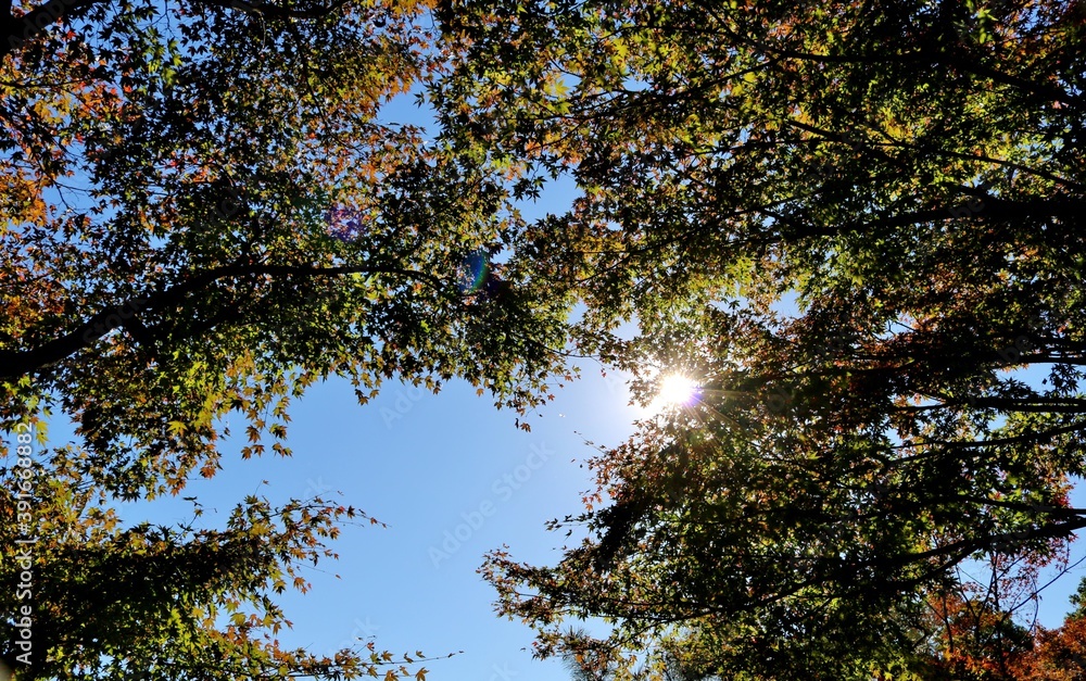 Fototapeta premium 秋の彩り 紅葉 風景