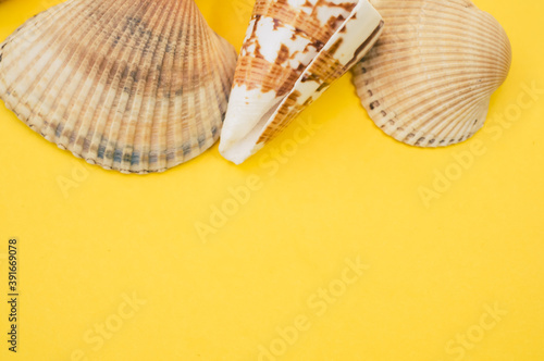 Closeup shot of decorative seashells isolated on a yellow background - copy space photo