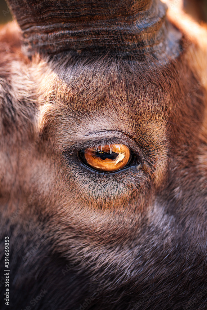 Fototapeta premium Close-up of a goat's eye