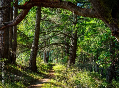 Mysterious path in the forest, Metchosin, British Columbia, Vancouver Island, Canada  photo