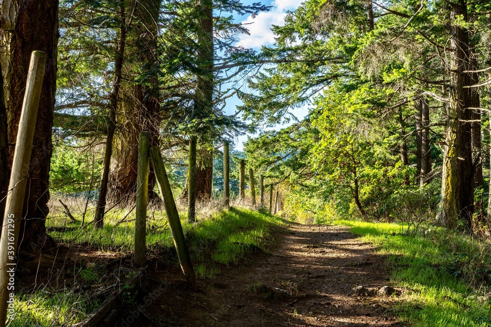 path in the forest in Metchosin, Vancouver Island, British Columbia, Canada path in the forest in Metchosin, Vancouver Island, British Columbia, Canada