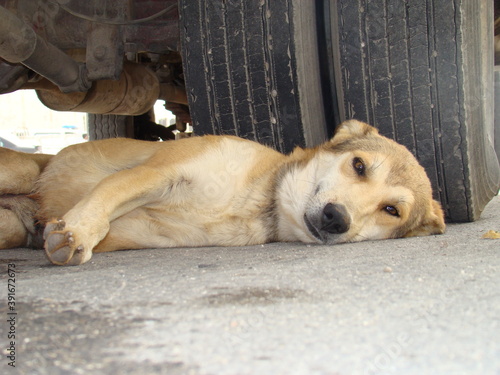 a dog is sleeping under the car.