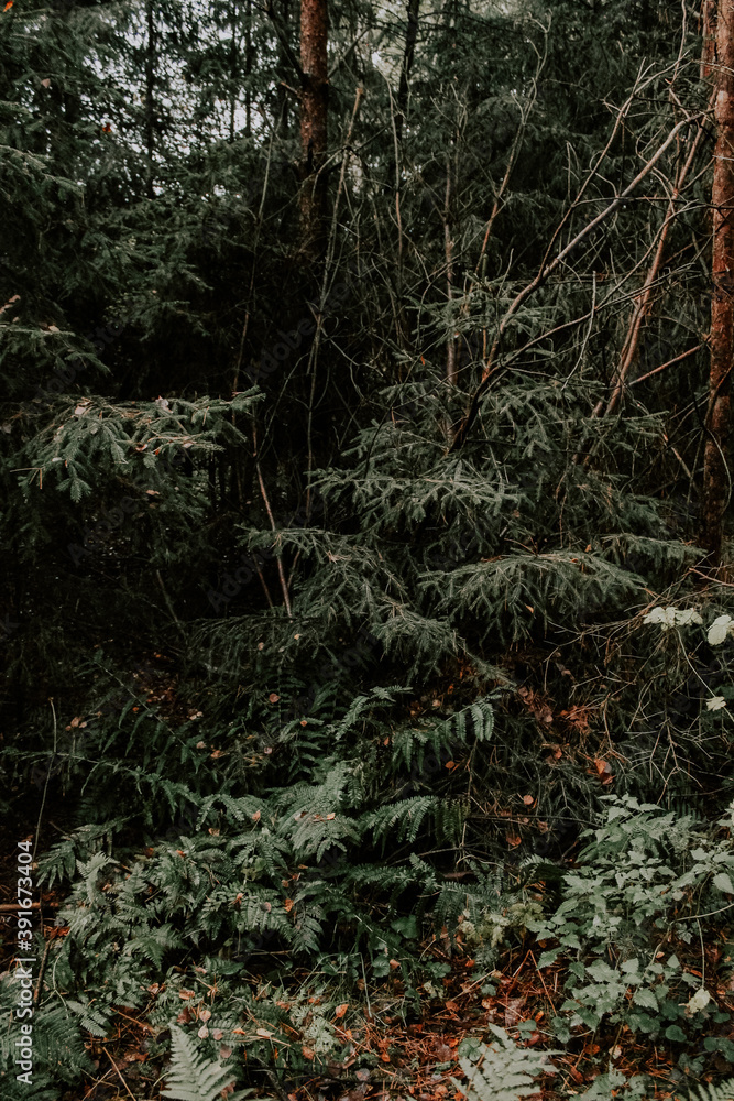 Fototapeta premium tree in the forest