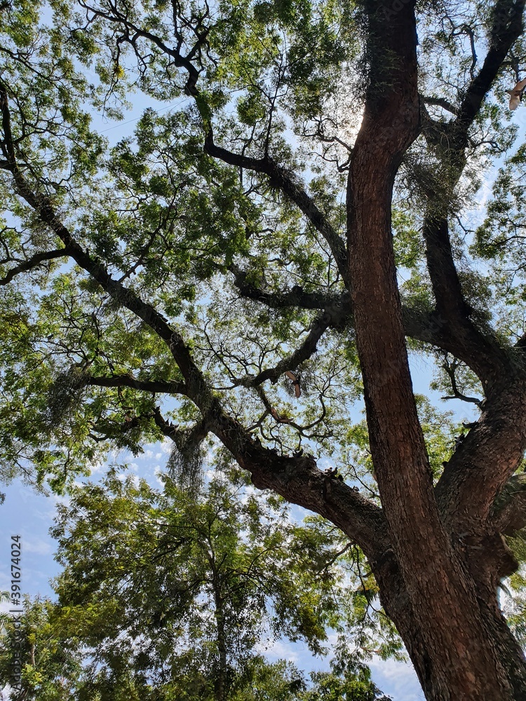 Fototapeta premium Tree