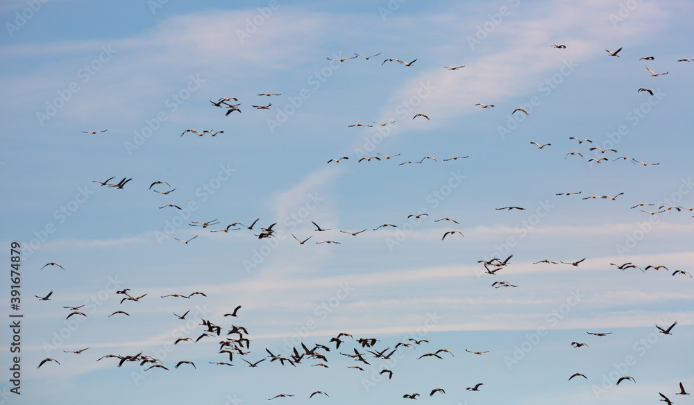 Fototapeta premium Migration of flock of cranes in the sky. High quality photo