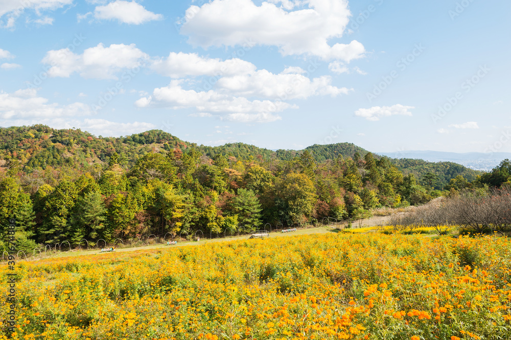 Fototapeta premium 嵐山高雄パークウェイのフラワーパーク