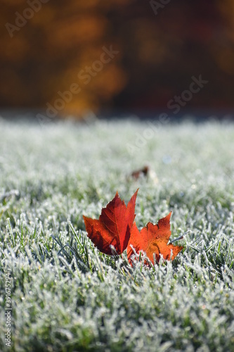 maple leaf on the iced grass
