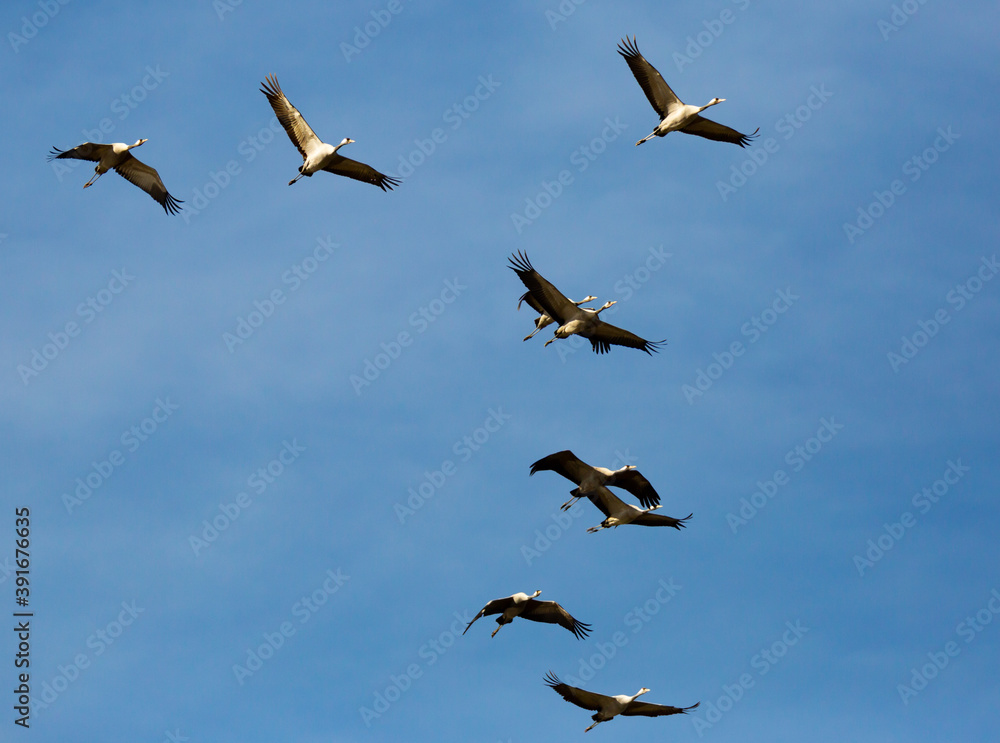 Fototapeta premium Flight of migrating cranes in cloud sky. High quality photo
