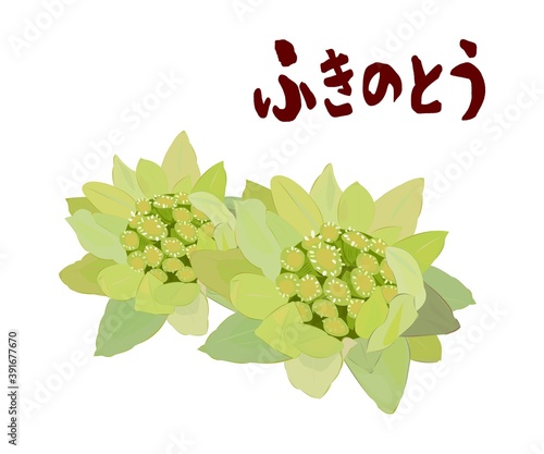 ぶきのとう　春の訪れ