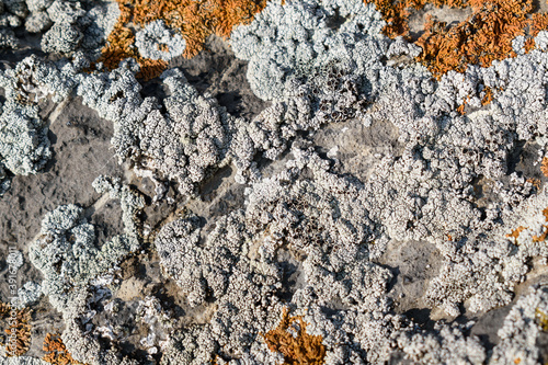 Gray and orange lichen on the stone for the backdrop. Concept of vegetation in the highlands. photo