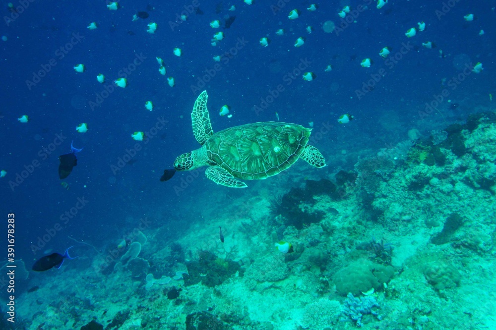 Fototapeta premium SONY DSC