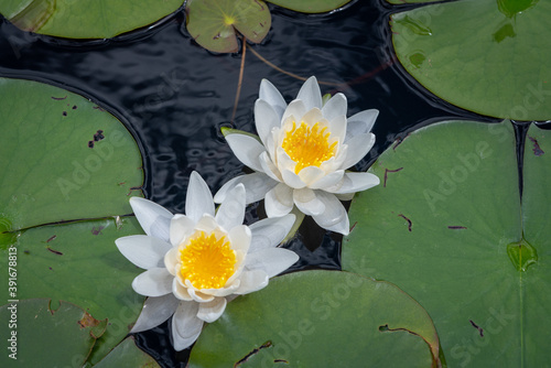 Fototapeta High angle shot of lilies and lilypads on the pond
