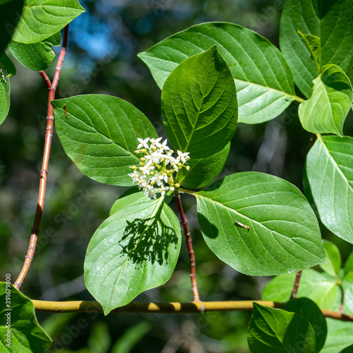 Red Osier Dogwood (Cornus sericea) is a common white flowered shrub in the Northwern US and Canada that also goes by the names red bush, red osier, redstem, redtwig, creek, or American dogwood. photo