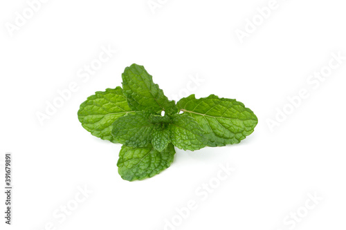 Mint leaves on a white background, peppermint