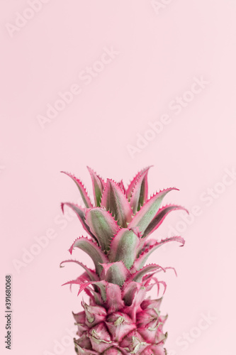 Dwarf Ornamental pink Pineapple flower on pink background. One exotic plant. Holiday invitation in minimal style.