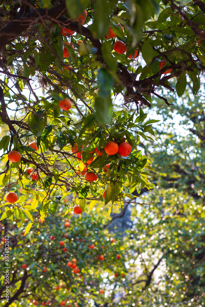 a branch of a tree with ripe bright tangerines against the background of green leaves of other trees on a bright Sunny day.