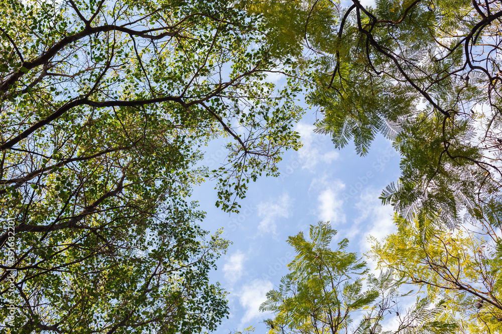 tree branches with young green foliage form a frame against the blue sky and white clouds. Bottom view. tree branches with young green foliage form a frame against the blue sky and white clouds. Bottom view.