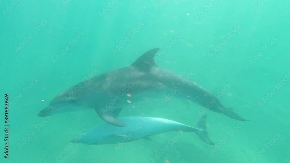 Underwater shot of a mother bottle nosed dolphin and her calf swimming playful in the ocean. Underwater shot of a mother bottle nosed dolphin and her calf swimming playful in the ocean.