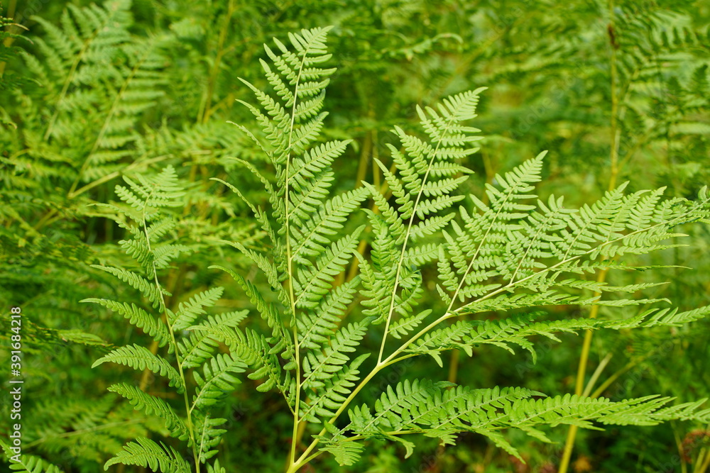 Go green. Green fern tree growing in summer. Fern with green leaves on natural background. Green is the color of spring and hope. Texture backdrop. Wild nature jungles forest. Go green. Green fern tree growing in summer. Fern with green leaves on natural background. Green is the color of spring and hope. Texture backdrop. Wild nature jungles forest.