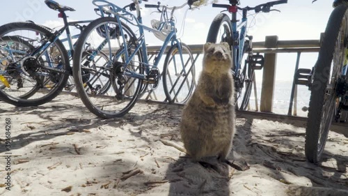 Cute Rottnest Island Quokka Close Up - Slow Motion - Stock Video