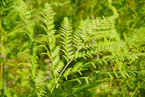 Exotic tropical ferns with shallow depth of field. Green fern leaves in blurred green natural background. Selective focus.