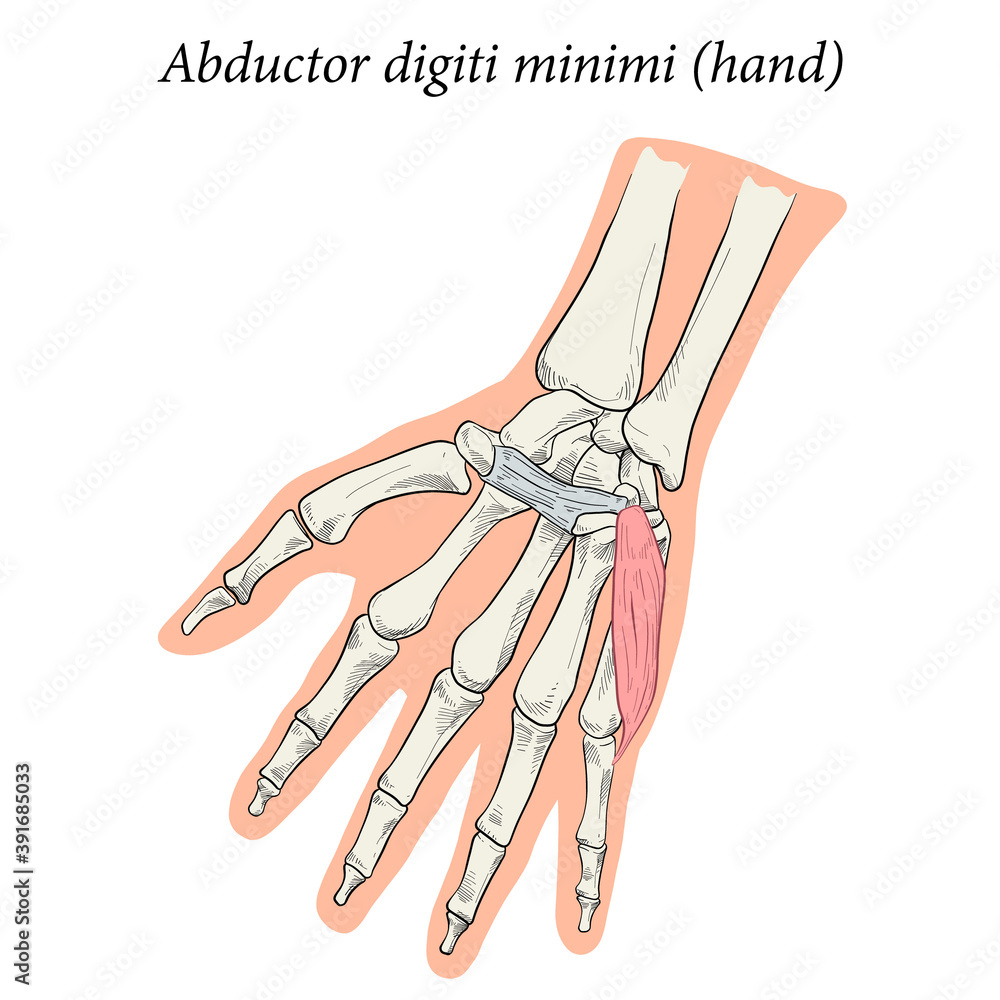 Medical illustration of the superficial muscle of the hand and is ...