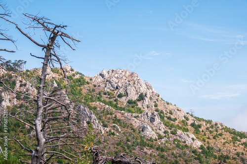 Old dry tree on the mountainside. Fallen pines on the steep slope of a high rocky mountain. High rocky mountains on blue sky background.