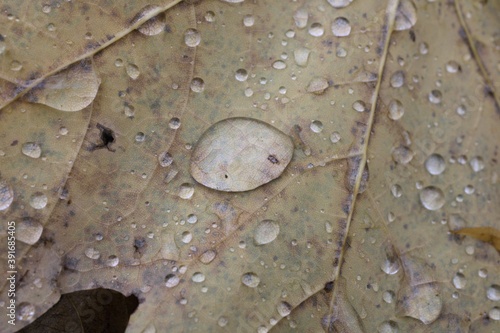 water drops on a leaf