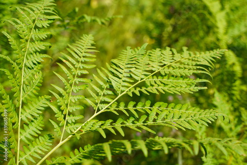 Fototapeta Naklejka Na Ścianę i Meble -  Dense fern thickets close-up. Beautiful nature background with many ferns. Scenic backdrop of rich greenery among trees. Full frame of chaotic wild ferns. Vivid green texture of lush fern leaves.