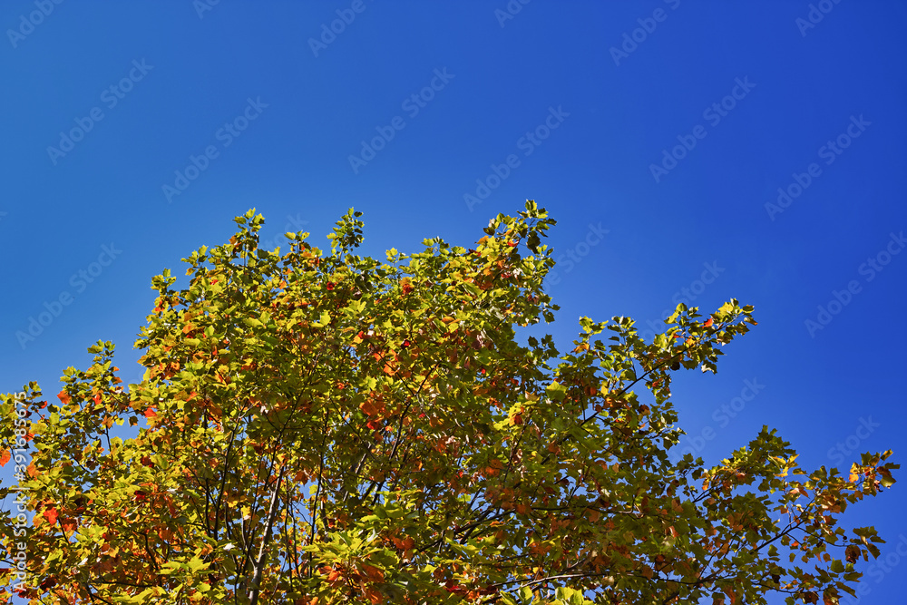 Fototapeta premium 紅葉し始めたユリノキの枝葉と青空 横長