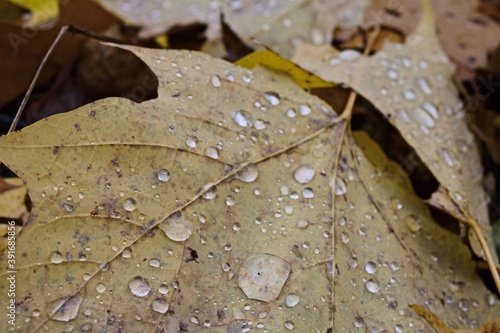 drops on leaf