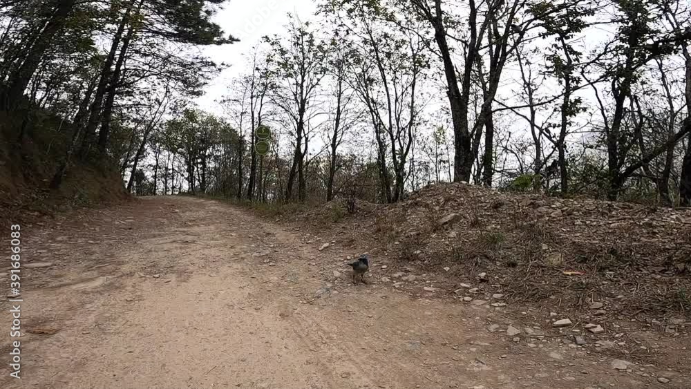 Beautiful blue bird eating in the middle of a path in the forest. Bird eating in its habitat. Slow motion. Beautiful blue bird eating in the middle of a path in the forest. Bird eating in its habitat. Slow motion.