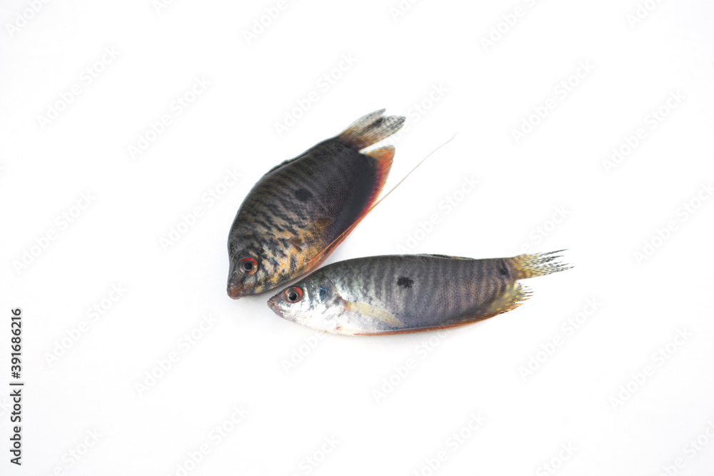 Trichopodus on white background.Gouramis, Gouramis Trichopodus on white background.Gouramis, Gouramis