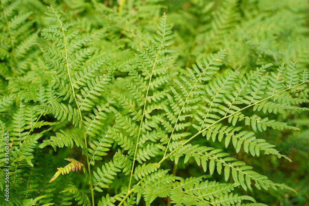 Dense fern thickets close-up. Beautiful nature background with many ferns. Scenic backdrop of rich greenery among trees. Full frame of chaotic wild ferns. Vivid green texture of lush fern leaves. Dense fern thickets close-up. Beautiful nature background with many ferns. Scenic backdrop of rich greenery among trees. Full frame of chaotic wild ferns. Vivid green texture of lush fern leaves.