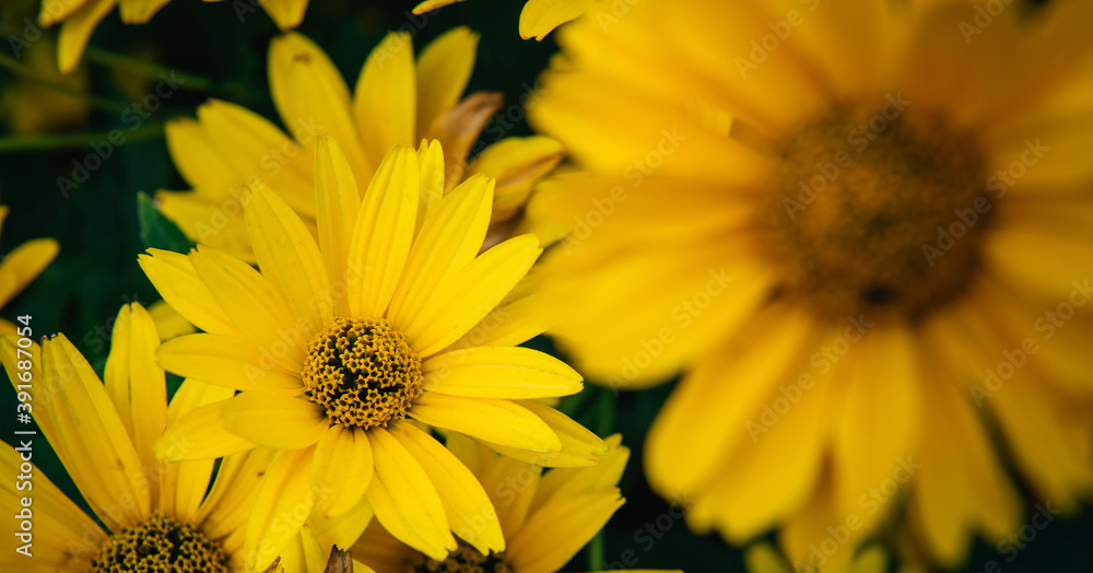 Large yellow garden flowers, close-up. Yellow daisies, selective focus. Flower backgrounds. Gardening. Large yellow garden flowers, close-up. Yellow daisies, selective focus. Flower backgrounds. Gardening.