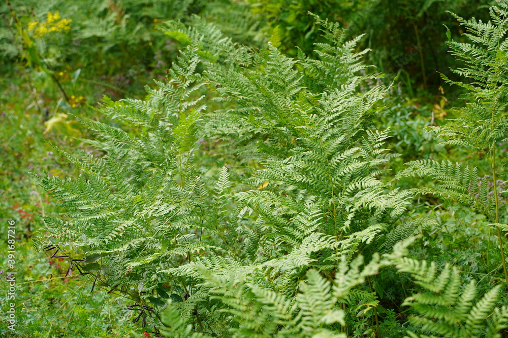 Dense fern thickets close-up. Beautiful nature background with many ferns. Scenic backdrop of rich greenery among trees. Full frame of chaotic wild ferns. Vivid green texture of lush fern leaves