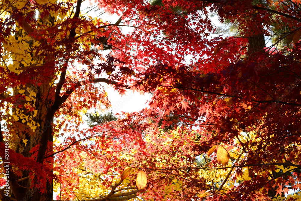 Momiji leaves