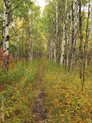 Beautiful view of a Hiking trail at Assiniboine Forest on an autumn day in Winnipeg, Manitoba, Canada