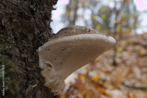mushroom in the forest