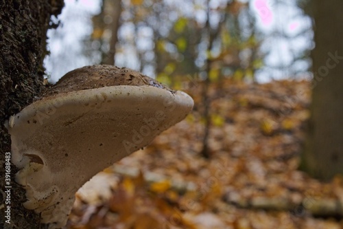 mushroom in the woods