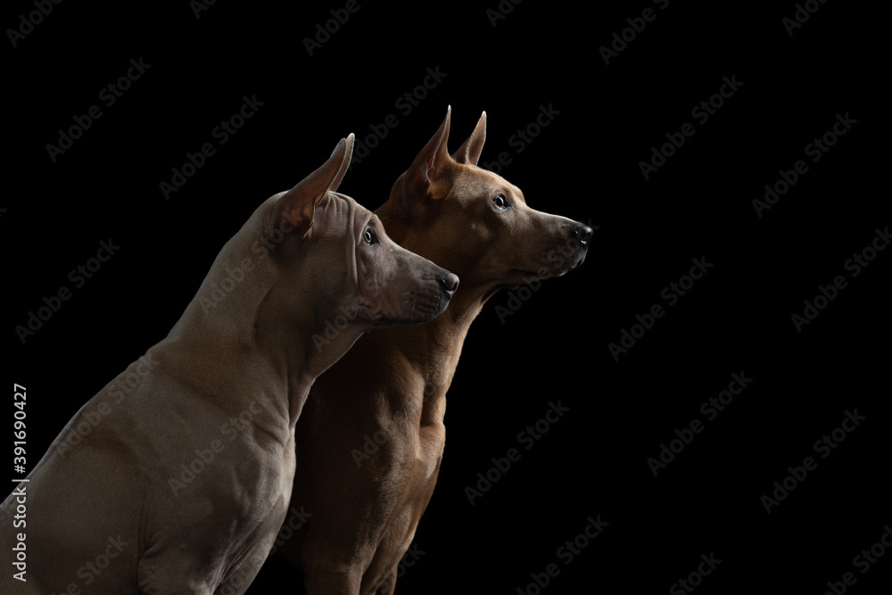 two dogs on a black background. Thai ridgeback puppy and adult together