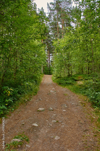 A narrow forest path.Summer cloudy day. The narrow dirt path in the woods. On the sides of the walkway deciduous trees. Russia, landscape, nature, summer © VictorL