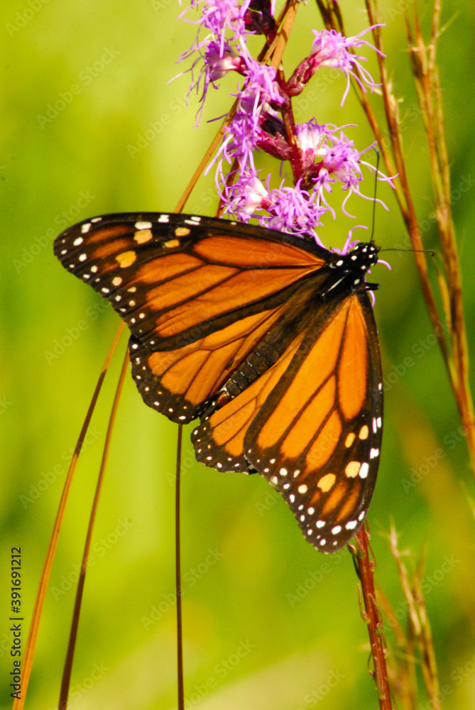 Fototapeta premium A monarch butterfly sits on a flower in a Georgia swamp.